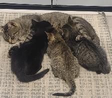 Kittens for sale - Photo 9