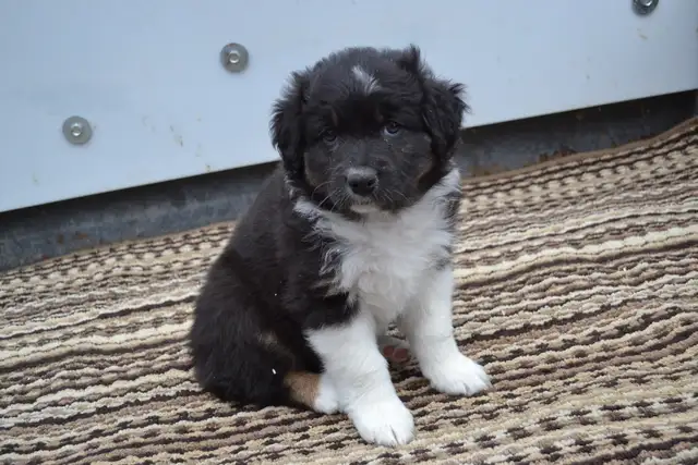 Australian shepherd puppies