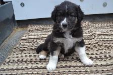 Australian shepherd puppies - Photo 2