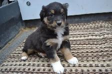 Australian shepherd puppies - Photo 3