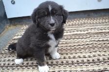 Australian shepherd puppies - Photo 4