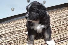 Australian shepherd puppies - Photo 5