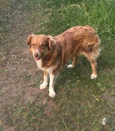 Australian shepherd puppies - Photo 6