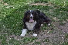 Australian shepherd puppies - Photo 7