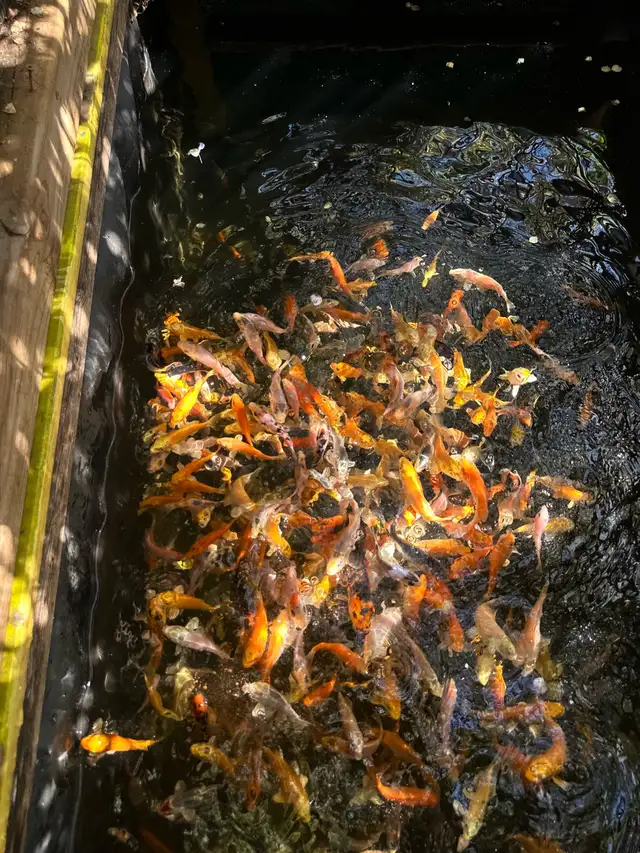 KOI FOR SALE