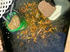 KOI FOR SALE - Photo 3