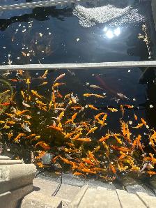 KOI FOR SALE - Photo 4