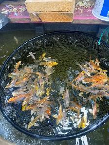 KOI FOR SALE - Photo 5