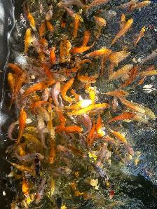 KOI FOR SALE - Photo 6