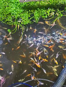 KOI FOR SALE - Photo 7