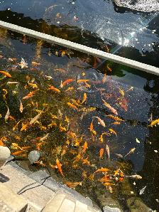 KOI FOR SALE - Photo 8