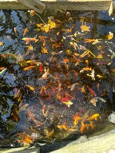 KOI FOR SALE - Photo 9
