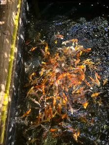 KOI FOR SALE - Photo 10