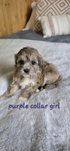 Shih Tzu/Poodle Puppies