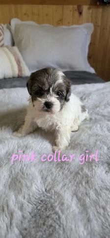 Shih Tzu/Poodle Puppies - Photo 2