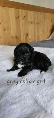 Shih Tzu/Poodle Puppies - Photo 3