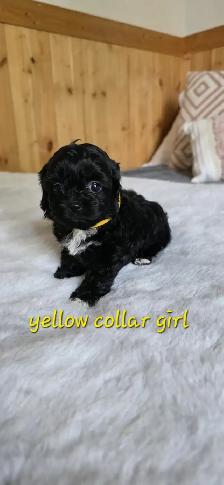 Shih Tzu/Poodle Puppies - Photo 4