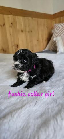 Shih Tzu/Poodle Puppies - Photo 5