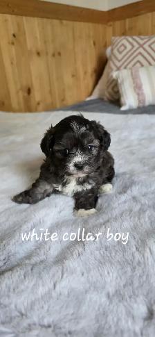 Shih Tzu/Poodle Puppies - Photo 6