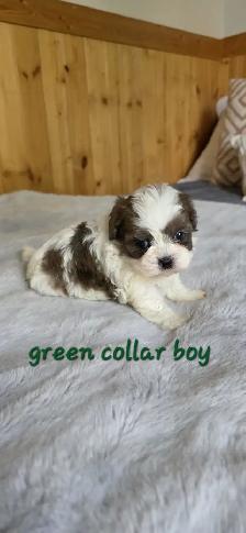 Shih Tzu/Poodle Puppies - Photo 7