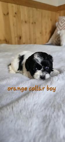 Shih Tzu/Poodle Puppies - Photo 8