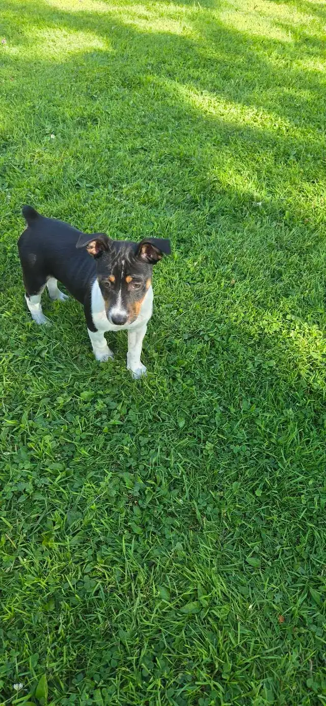 Decker terrier puppies
