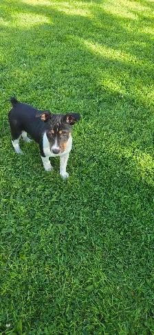 Decker terrier puppies