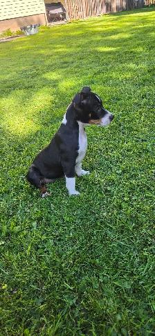 Decker terrier puppies - Photo 2