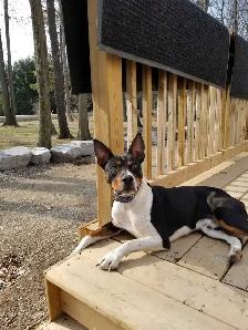 Decker terrier puppies - Photo 3