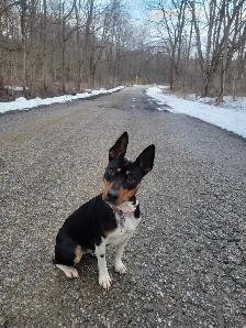 Decker terrier puppies - Photo 4