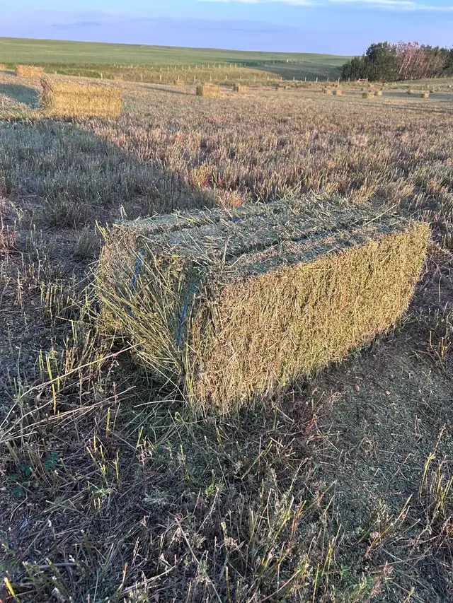 Alfalfa Small Squares