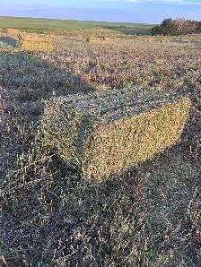 Alfalfa Small Squares