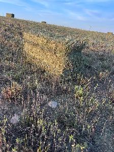 Alfalfa Small Squares - Photo 2