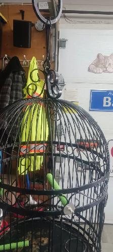 cage a oiseau - Photo 3