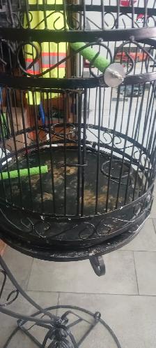 cage a oiseau - Photo 4