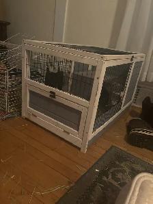 Fluffy the Guinea pig - Photo 2