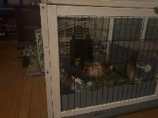 Fluffy the Guinea pig - Photo 3
