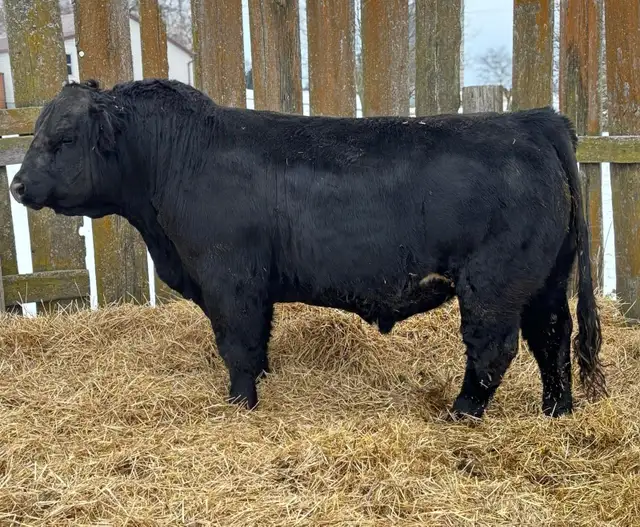 3yr old Simmental Bull