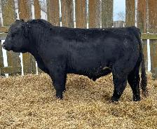 3yr old Simmental Bull
