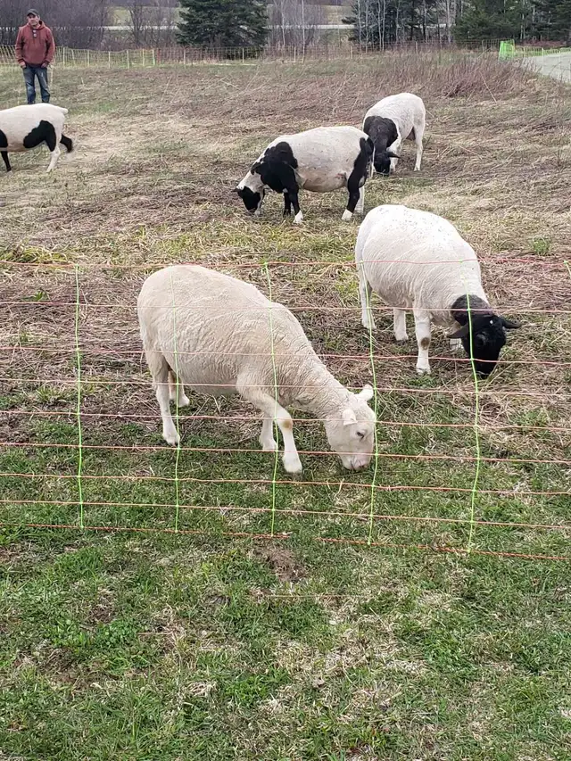 Dorper ewe & ram lambs