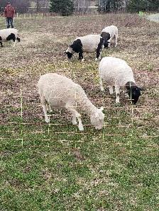 Dorper ewe & ram lambs