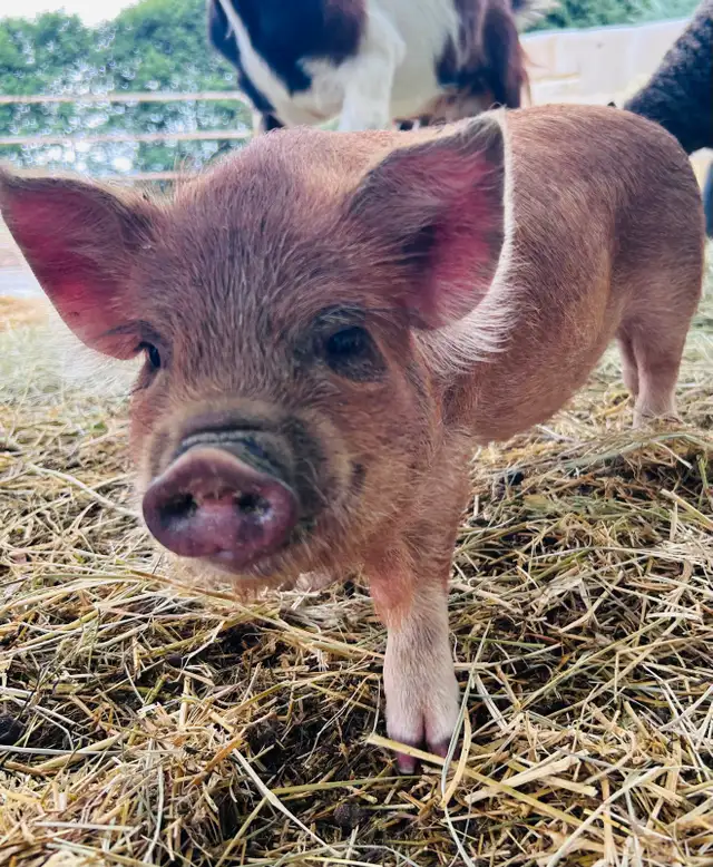 Kune Kune gilt for sale