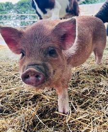 Kune Kune gilt for sale