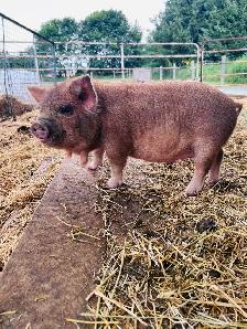 Kune Kune gilt for sale - Photo 2