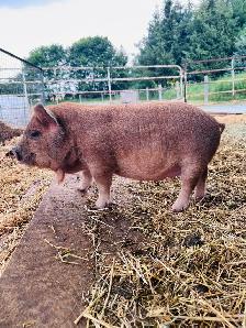 Kune Kune gilt for sale - Photo 3