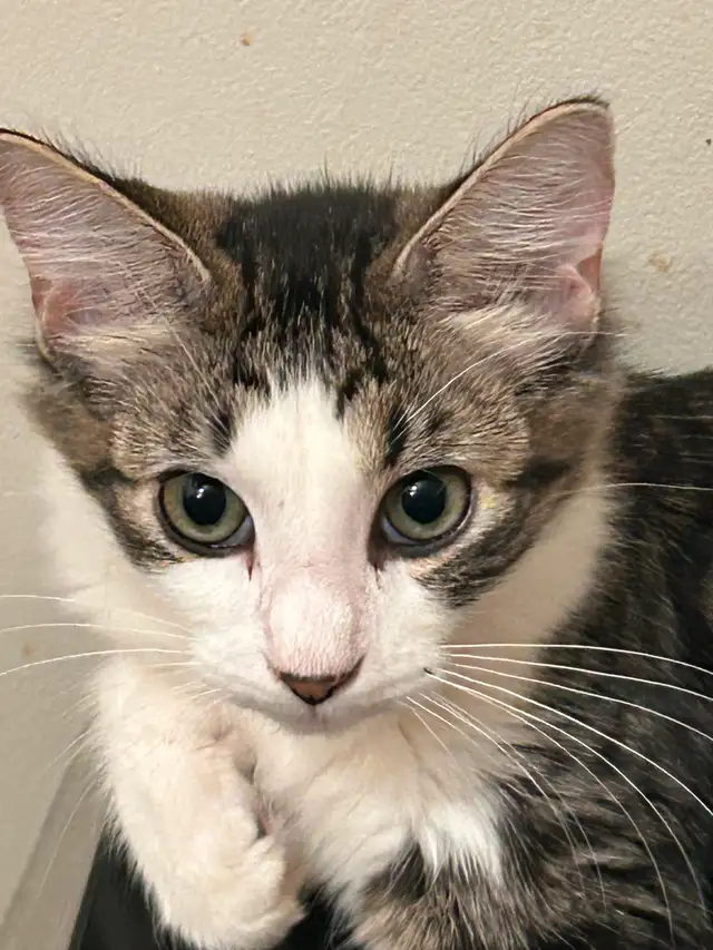 Sweetest ragdoll-mix kitten to find a forever home