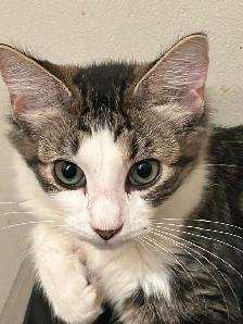 Sweetest ragdoll-mix kitten to find a forever home