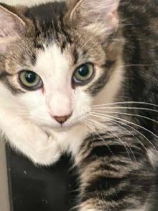 Sweetest ragdoll-mix kitten to find a forever home - Photo 2