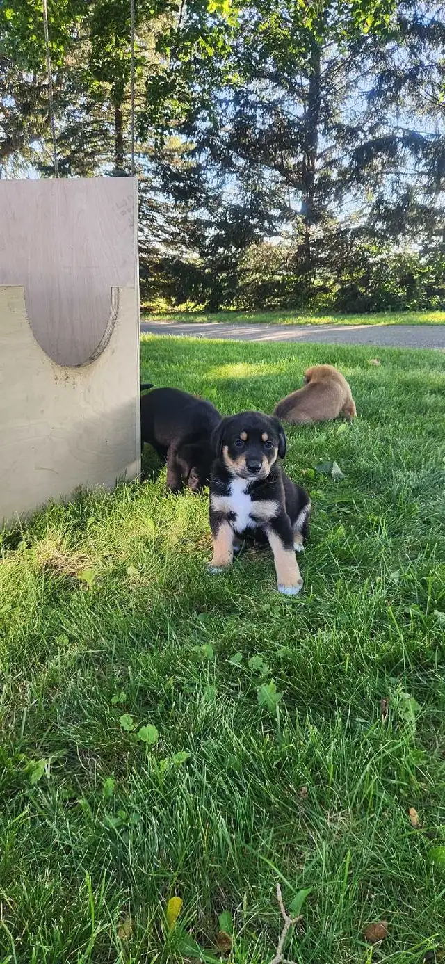 puppies for sale