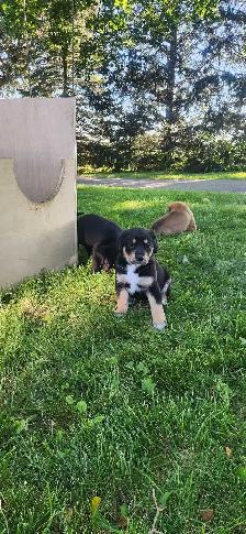 puppies for sale